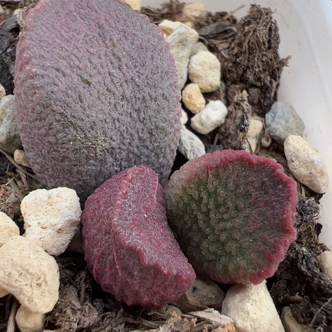 赛猪肝大苗多肉植物水泡