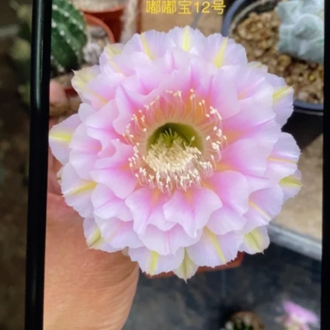 无花朵12 号彩草仙人球侧芽3+