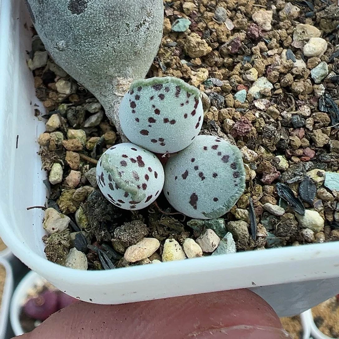 290海豹带盆土发货