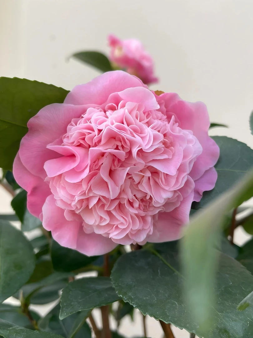 直播（一物一拍）精品香妃茶花 室外栽种（售后30天）室内种无售后