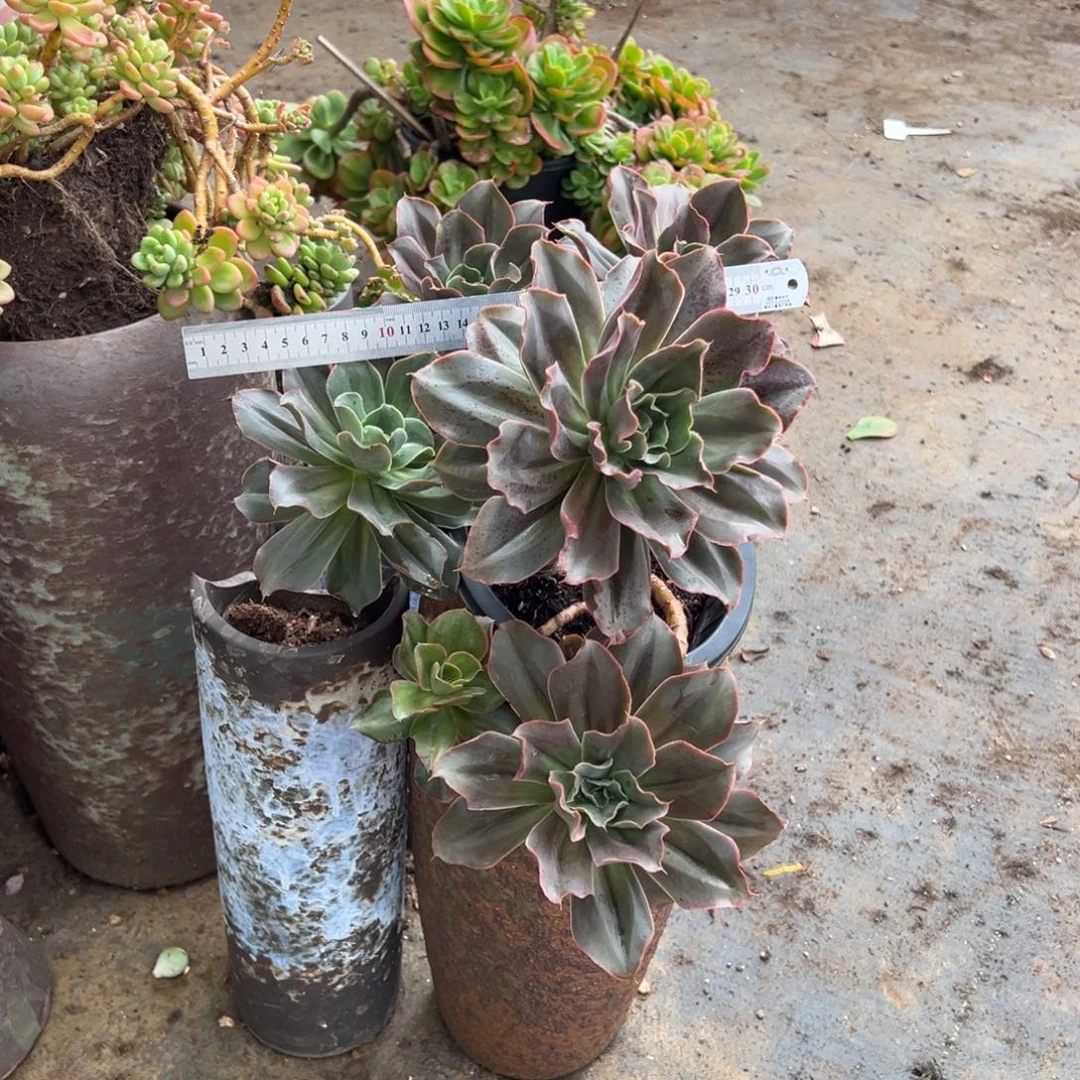 露养老桩脱土裸根蒙娜丽莎