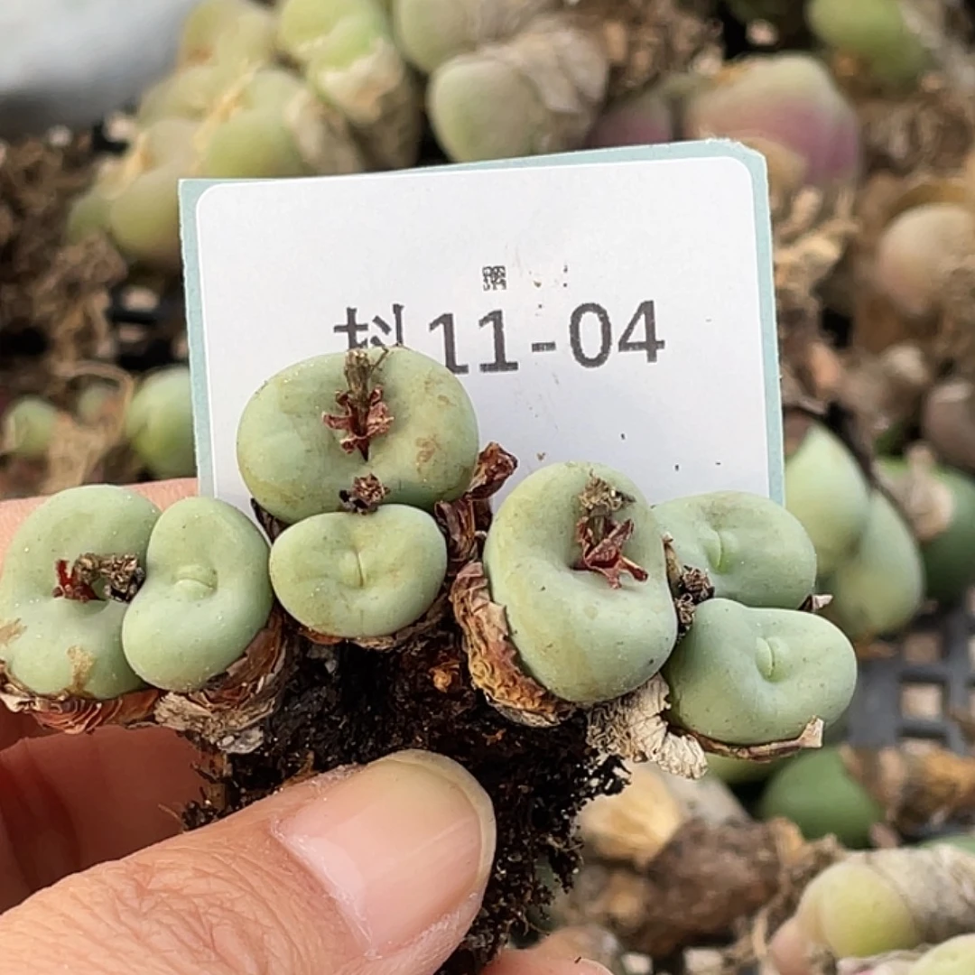 珠***^11-4肉锥多肉植物