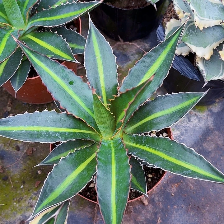 完全开放青黛兰裸根20cm