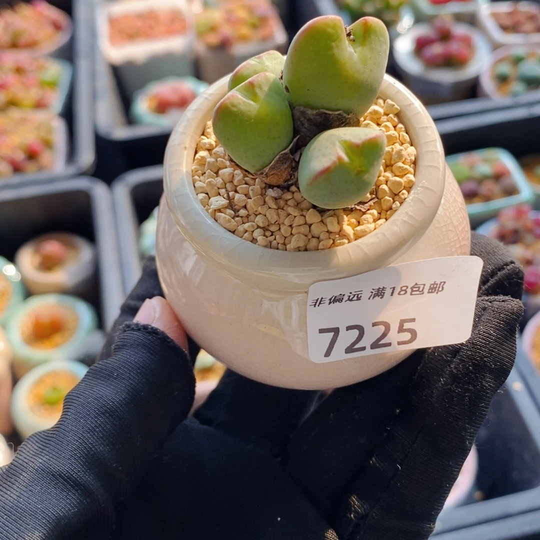 7225-一物一拍 带盆