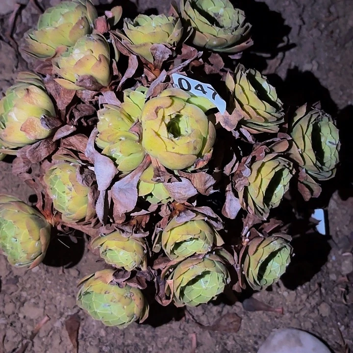 047黄金沙拉碗多肉植物不售后