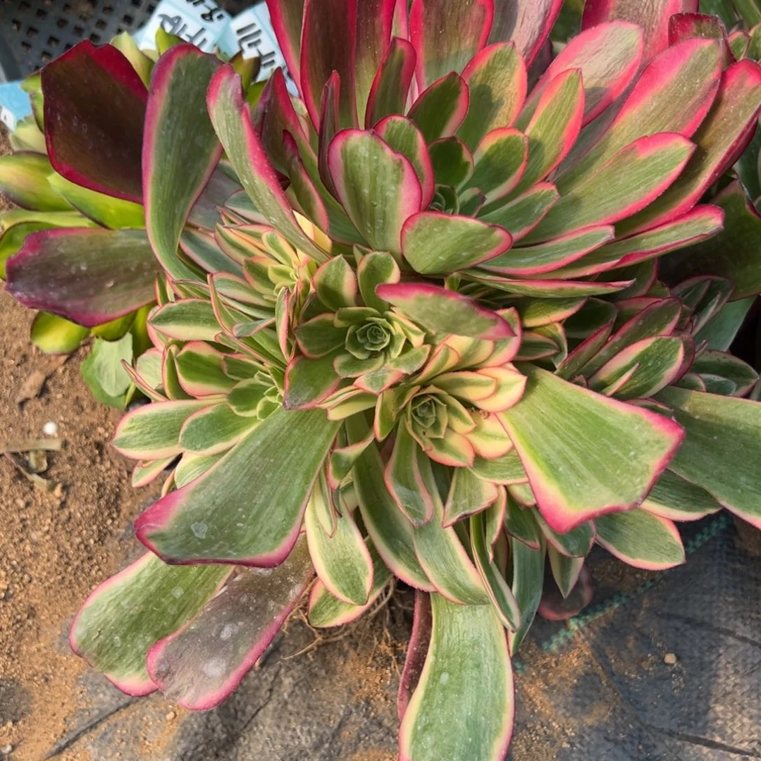 118凤冠多肉植物22.8一颗