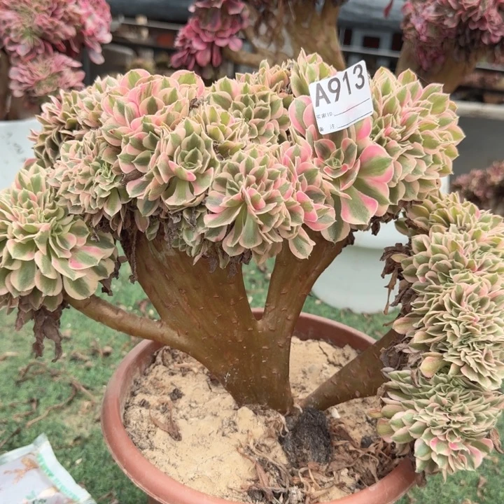 青苹果法师锦缀化不包损913