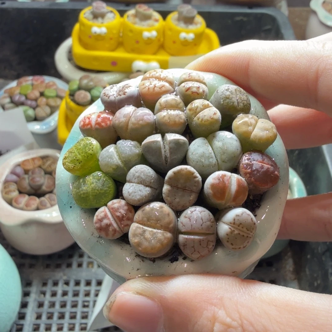 多肉葡萄的味道真的638