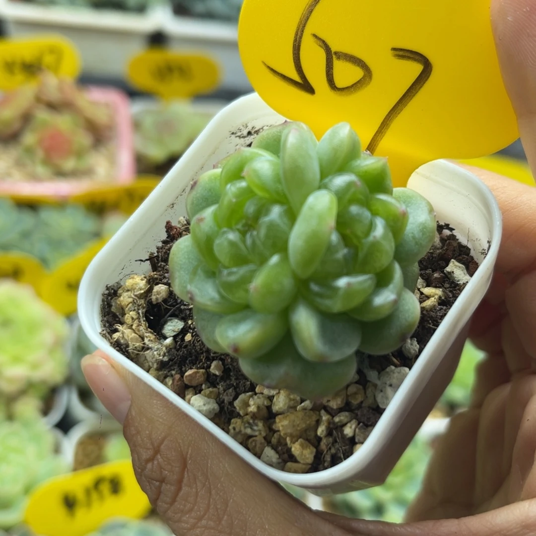 玲珑珍妮双头507.