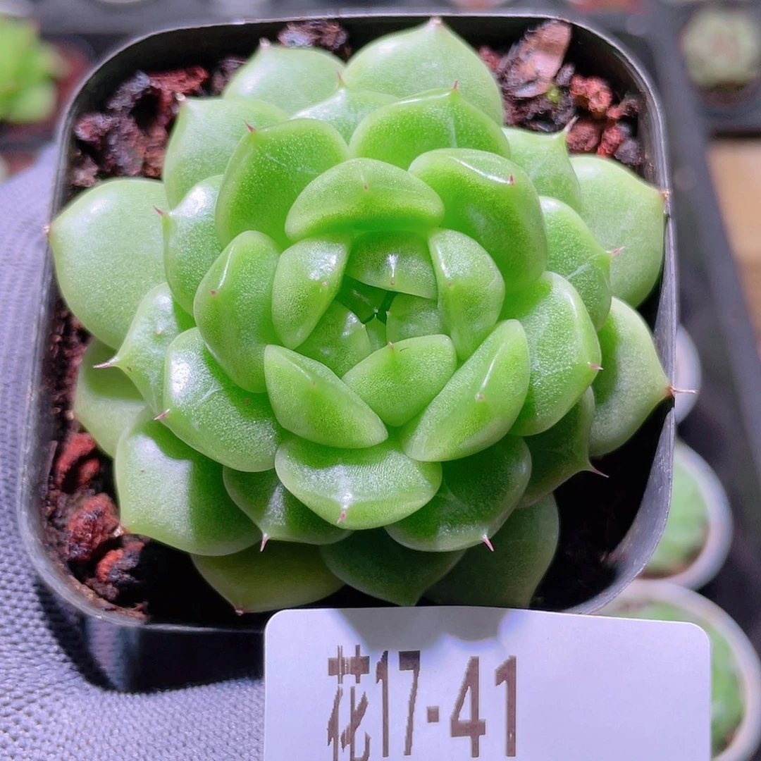 花利美17-41海王