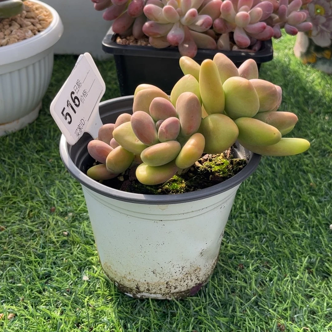 高***)芒果奶多肉植物516
