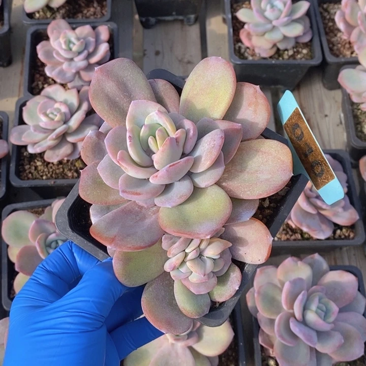 颂***悦010号韩版奶茶一颗