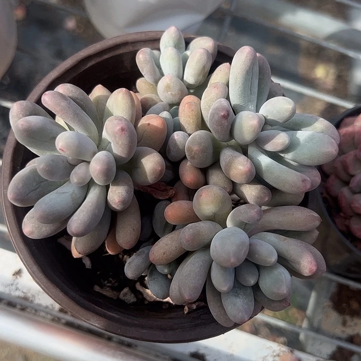 汤圆群生12.口径多肉植物