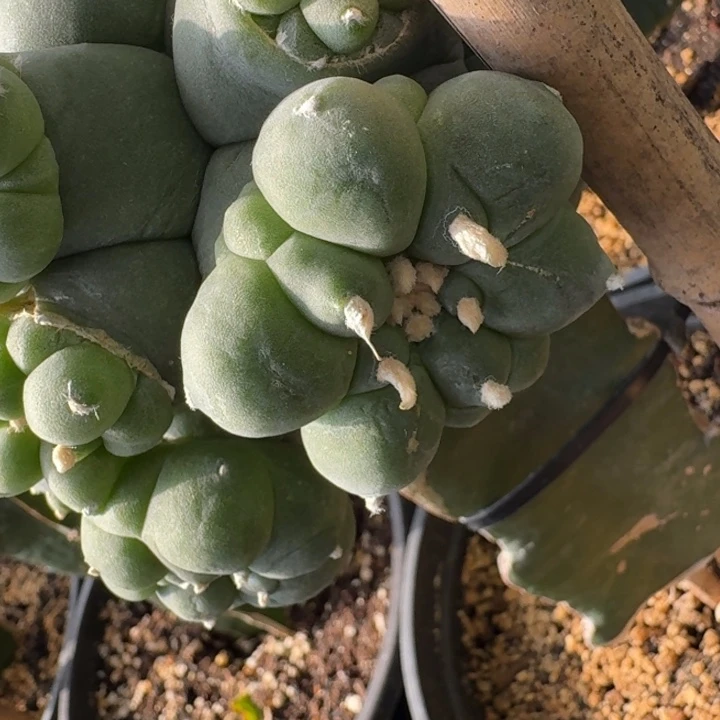 中永A测牙一个仙人球