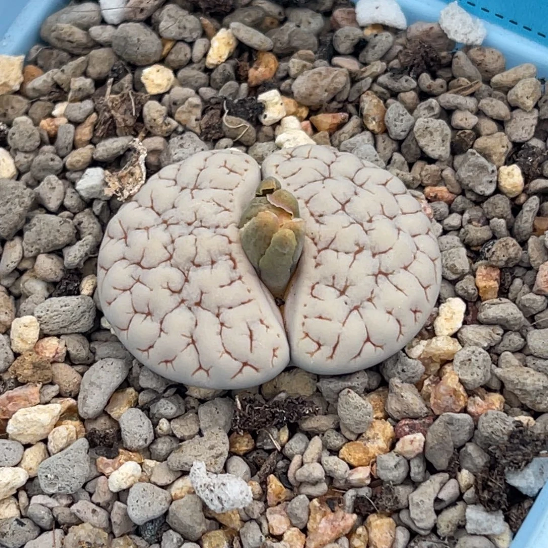 9338凹凸蛙哥189一颗