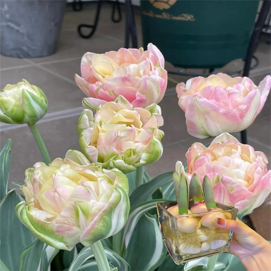 郁金香大种球正品土培水培郁金香荷兰进口阳台室内五度球耐寒盆栽