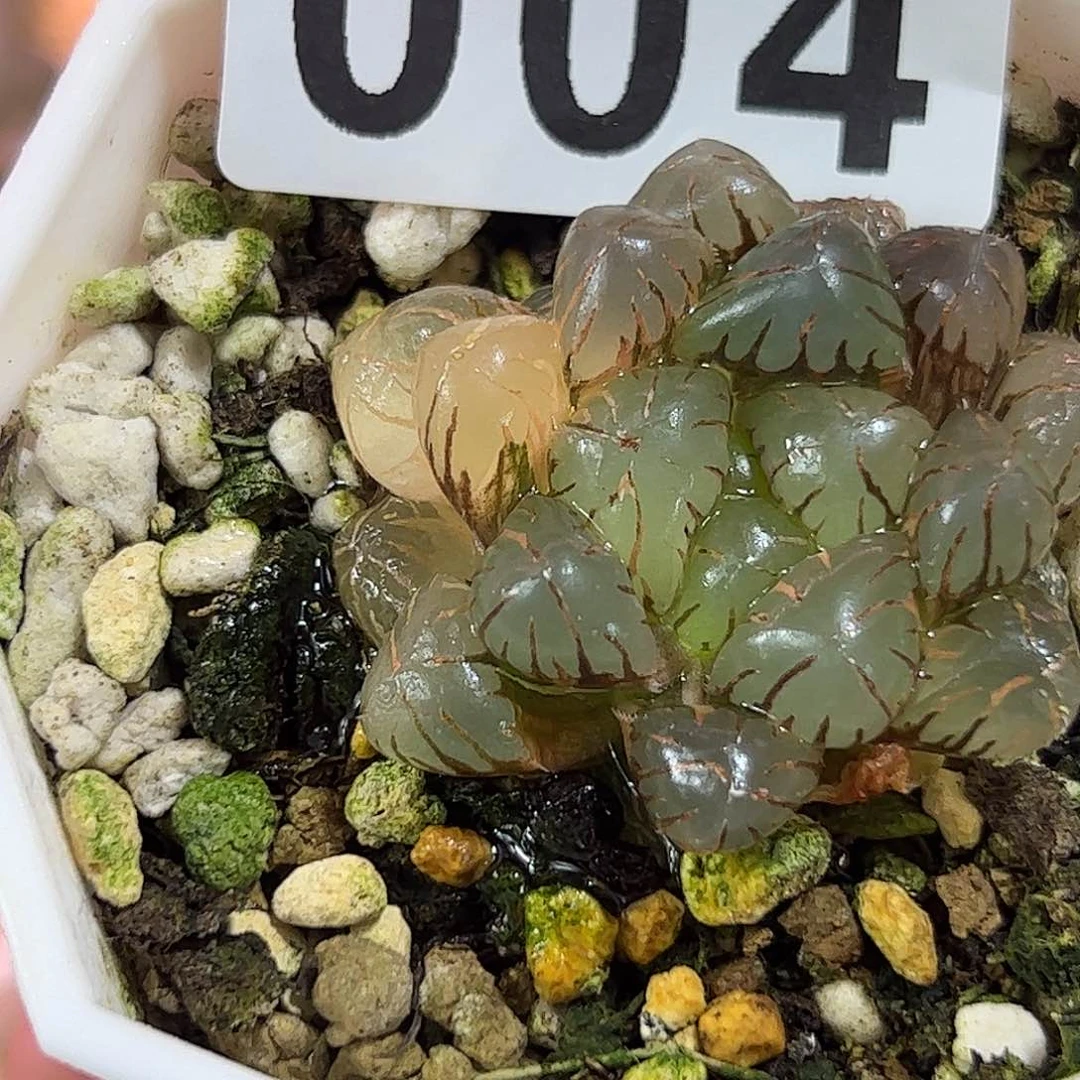 004红红火火恍恍惚惚