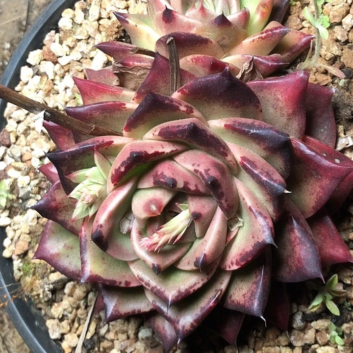 木*108//////：//////////