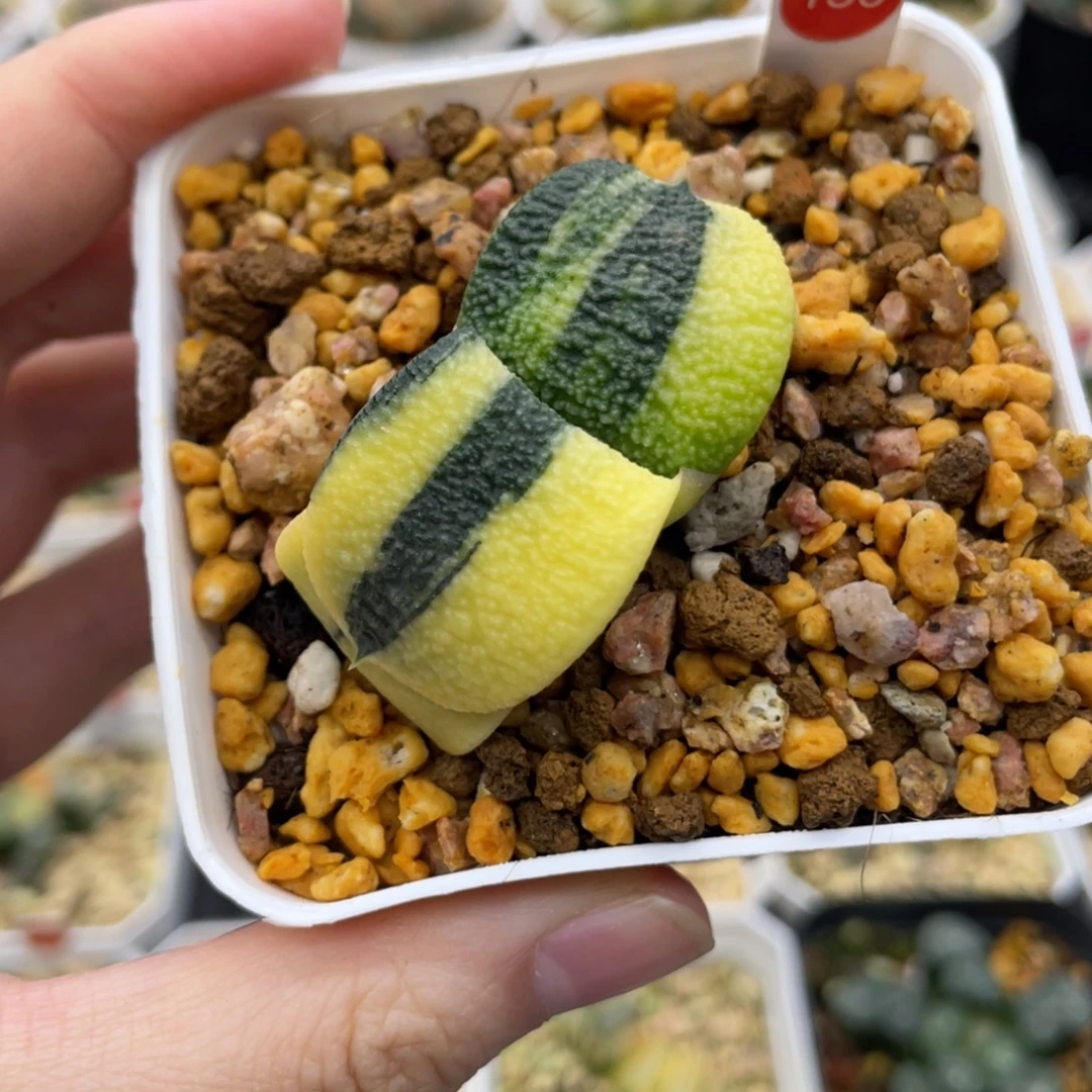 脱土发货 130 卧牛锦