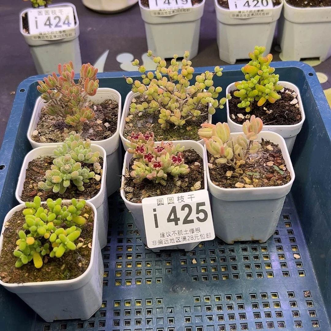 425一筐7颗福利拍