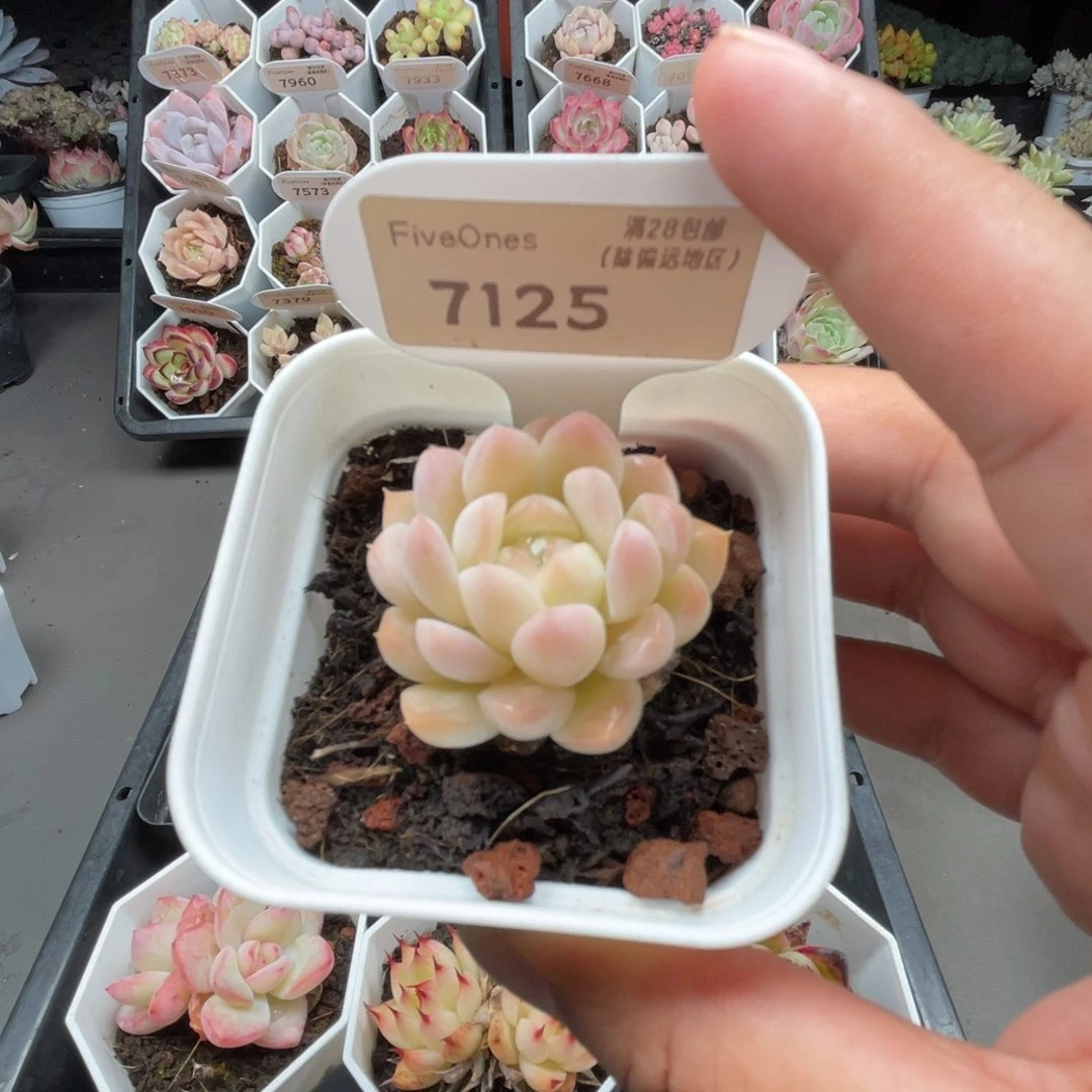 7125白桃汽水4.0厘米