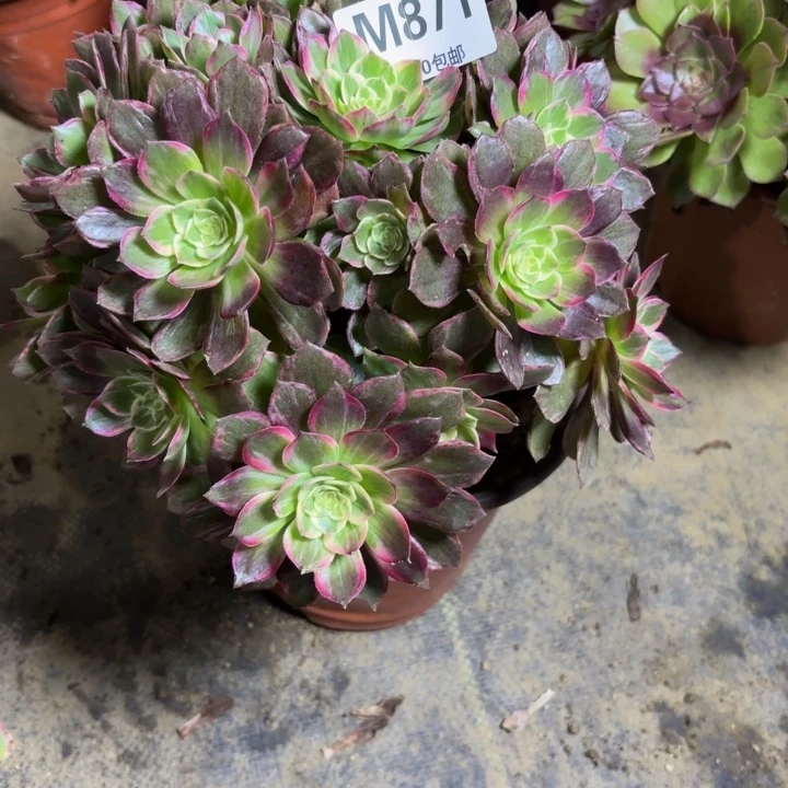 瑞妈，，。。。。。871，万花筒，