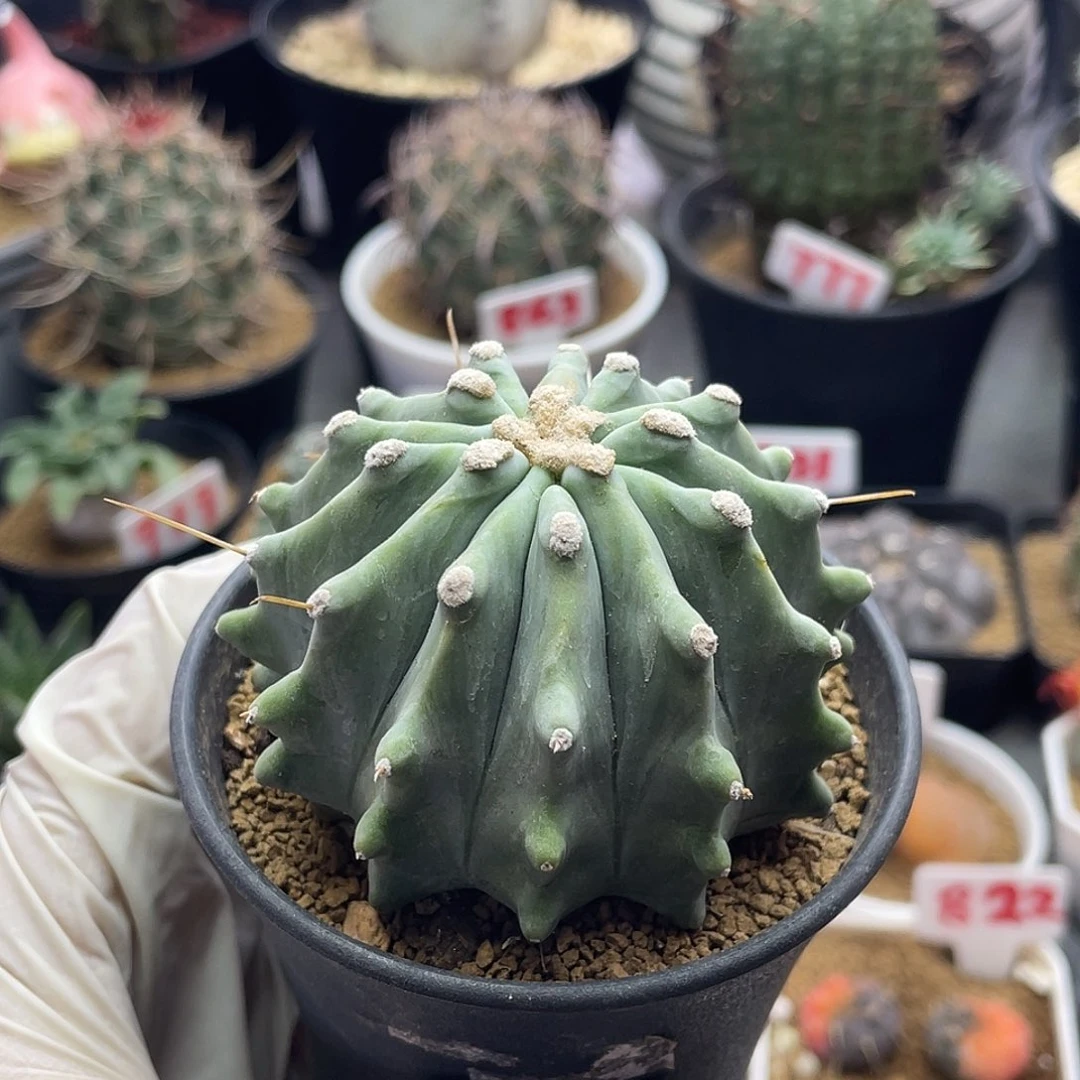 实生无刺王冠龙仙人球