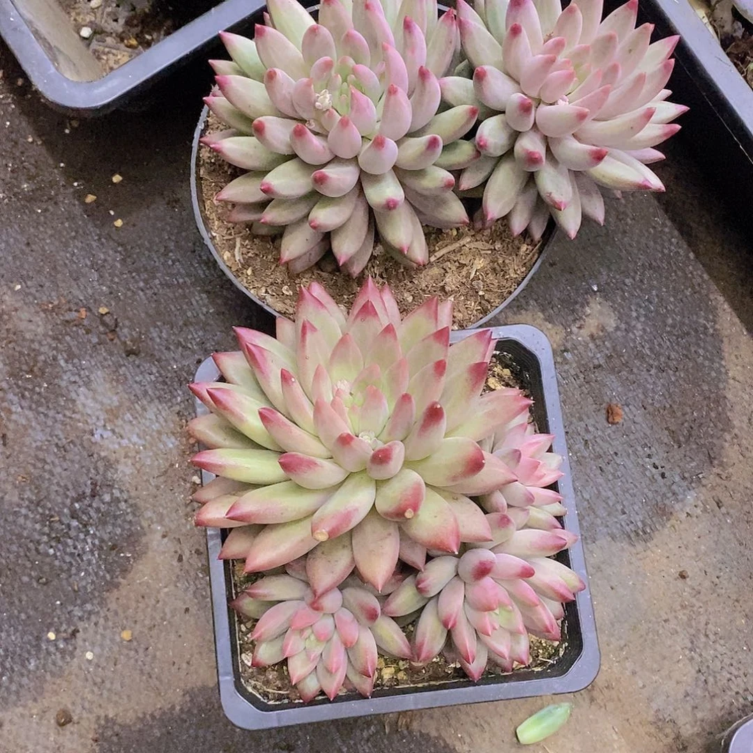 桃***魇多肉植物多肉植物