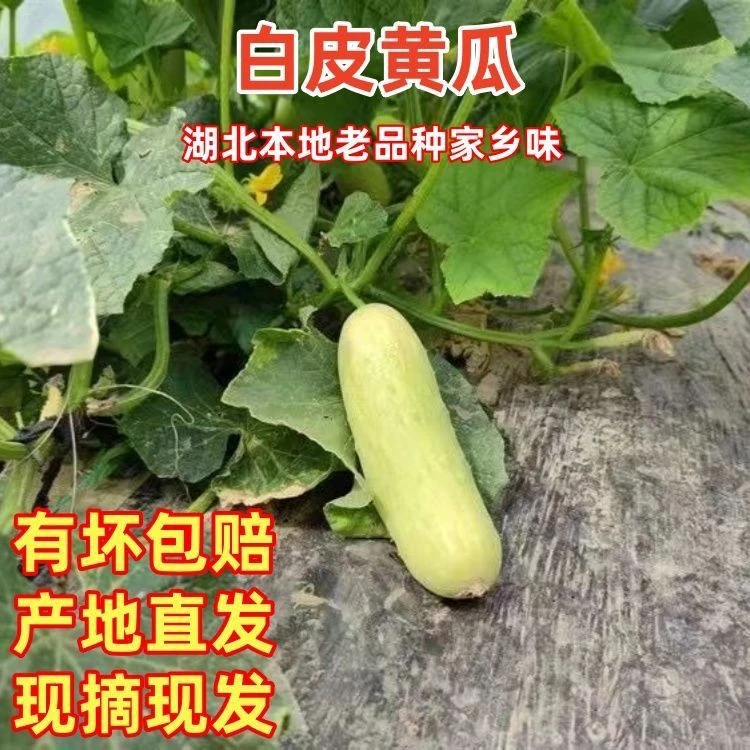 湖北露天老品种白黄瓜新鲜现摘可清炒凉拌减脂炖汤