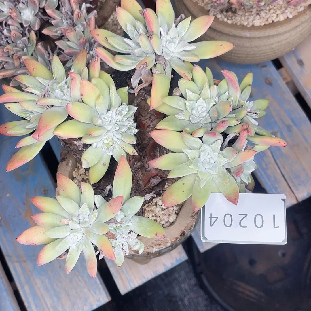 诺马苹果叶老桩10204