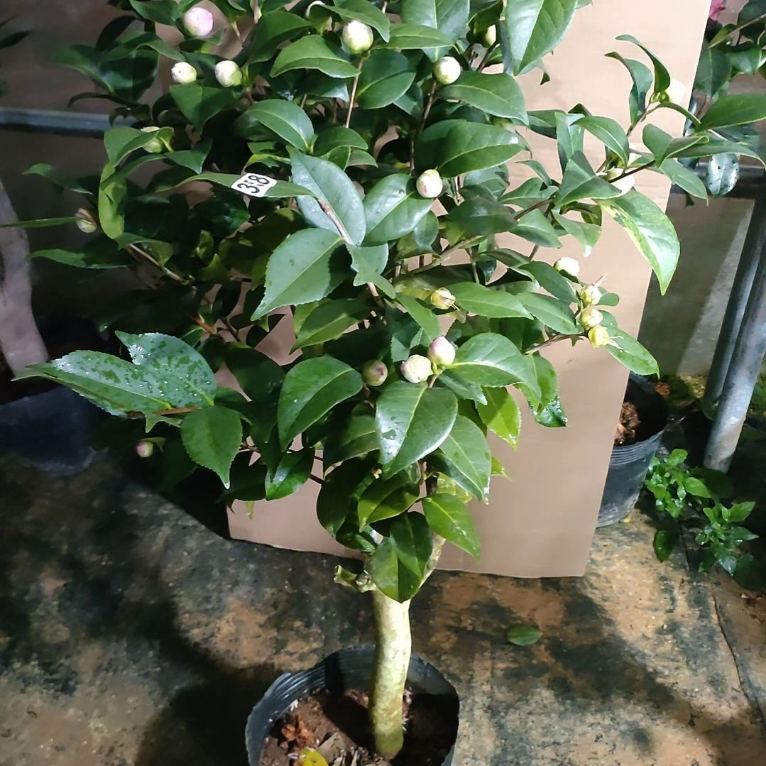 358康寿桃，原盆原土发货