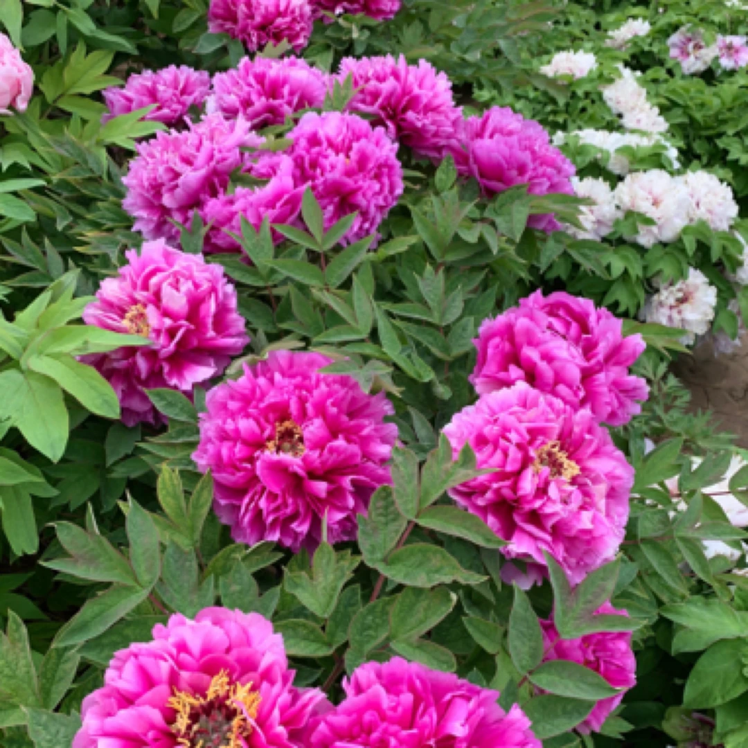 层中笑紫色牡丹大花重瓣观赏菏泽基地直发