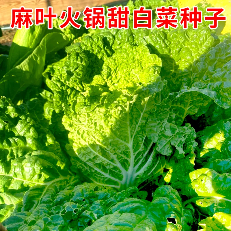 【满5包包邮】火锅白菜种子皱叶无筋高产抗病春夏秋季大田麻叶大白