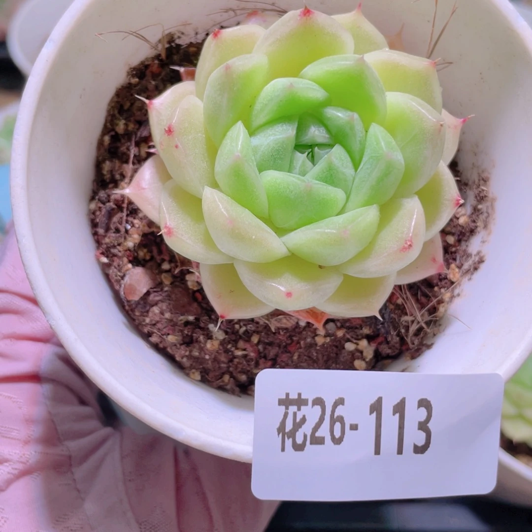 花利美26-113麦秆