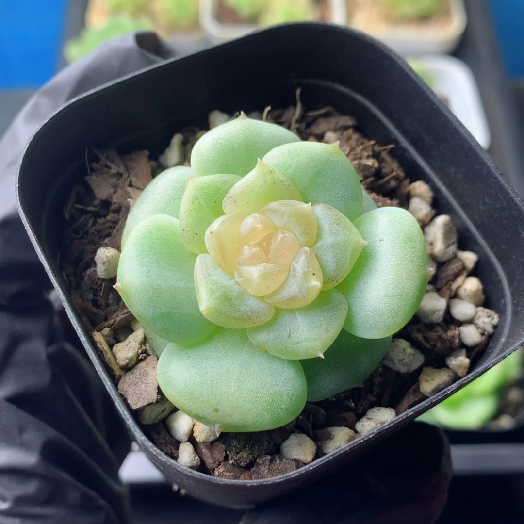 58包邮  群生不包整 33
