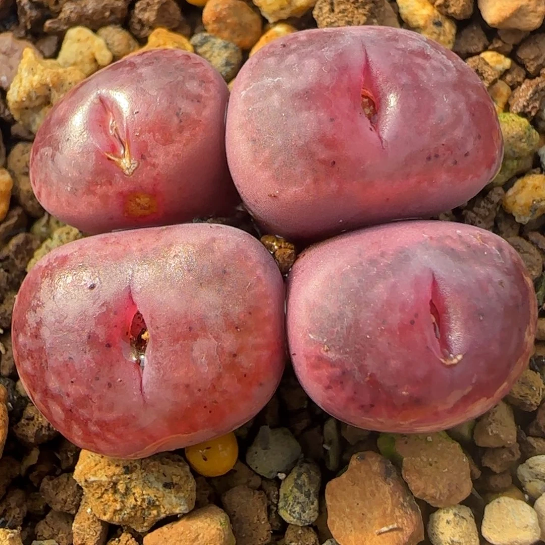 1.28多肉新年大福超墨杂86号