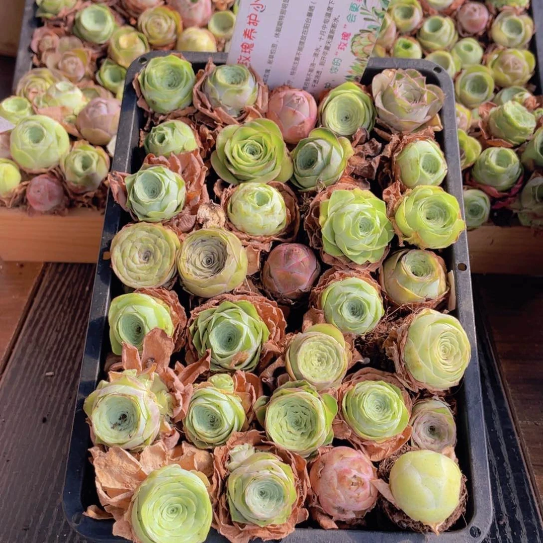 保底三十二颗量拍88888