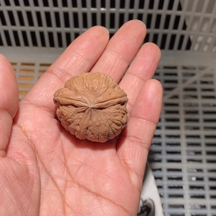 ****z核桃元宝三棱尺寸37全品