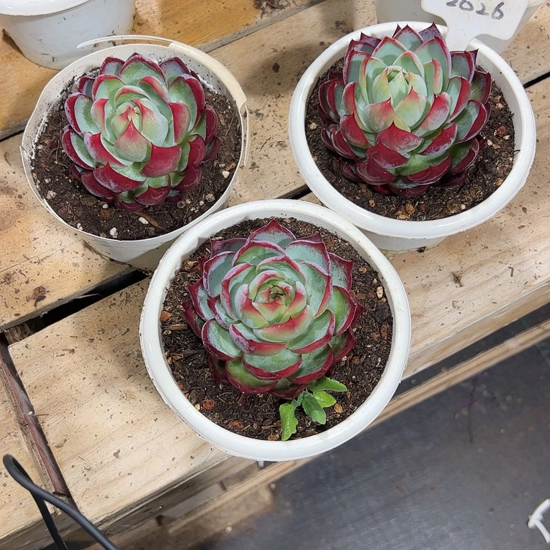 彩***云惊鸿仙子8公分左右三颗2026号