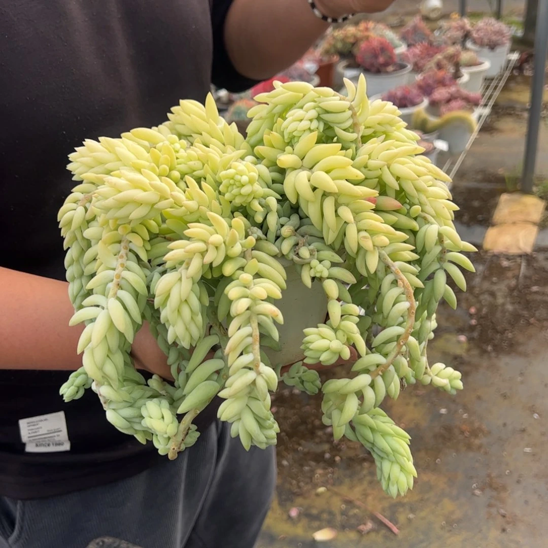 象牙玉坠满盆带盆土多肉