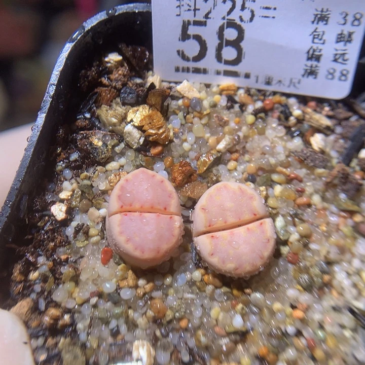 新年快乐呀225.58多肉