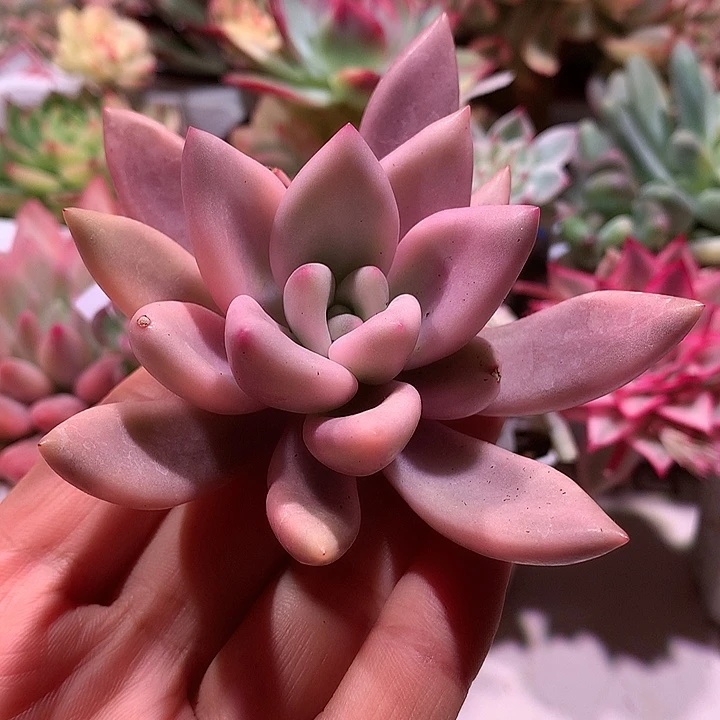 桃花源锦腹轮锦锦