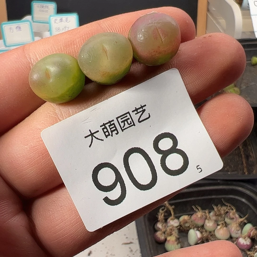 0000908 一物一拍……