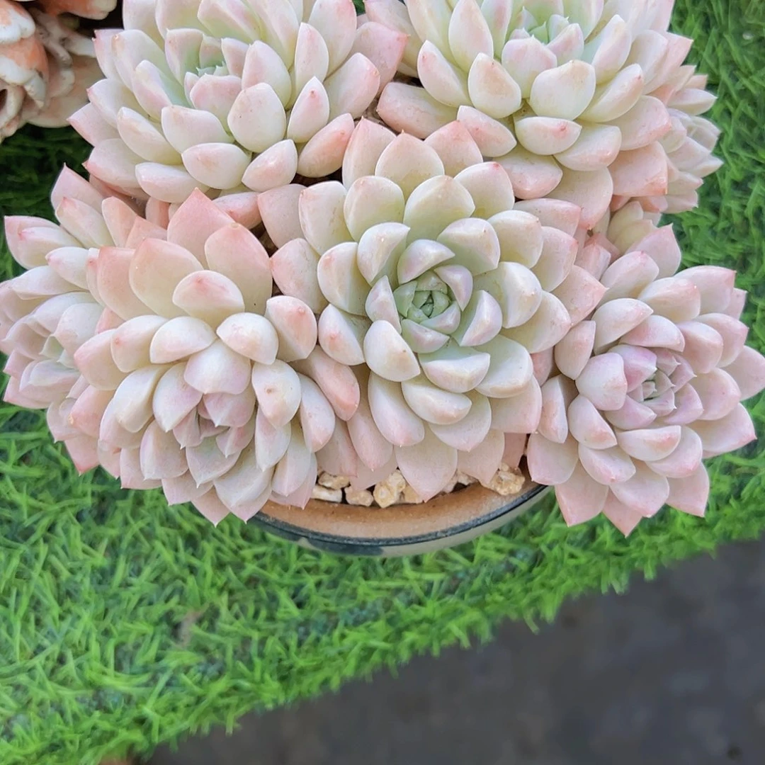 奶油美人111111111111