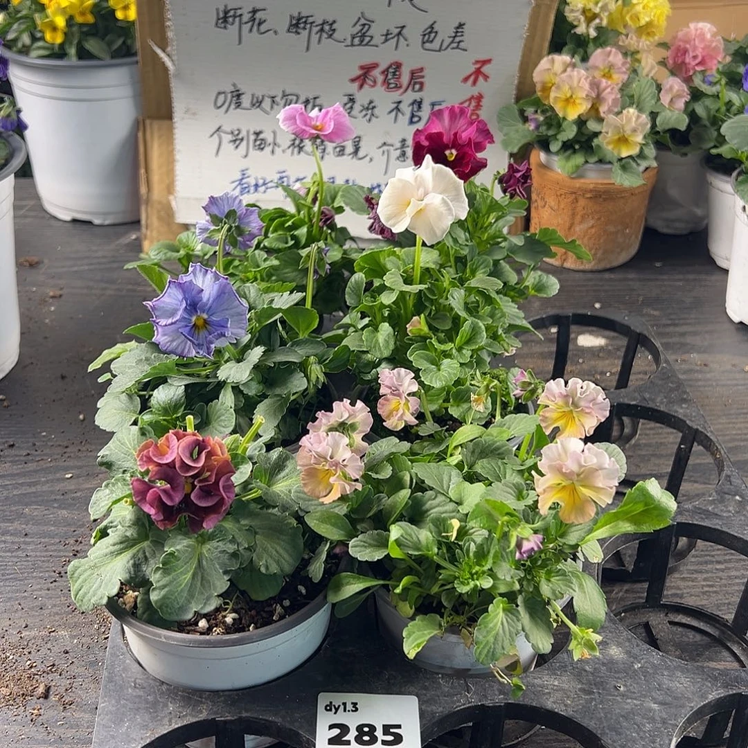 大部分花苞少量开放285号