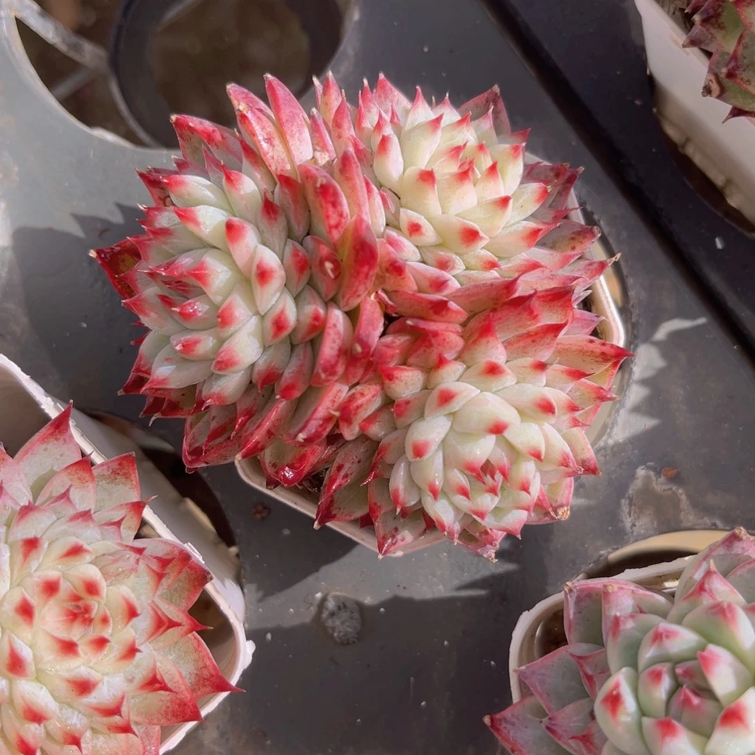 桃夭8公分9998888889