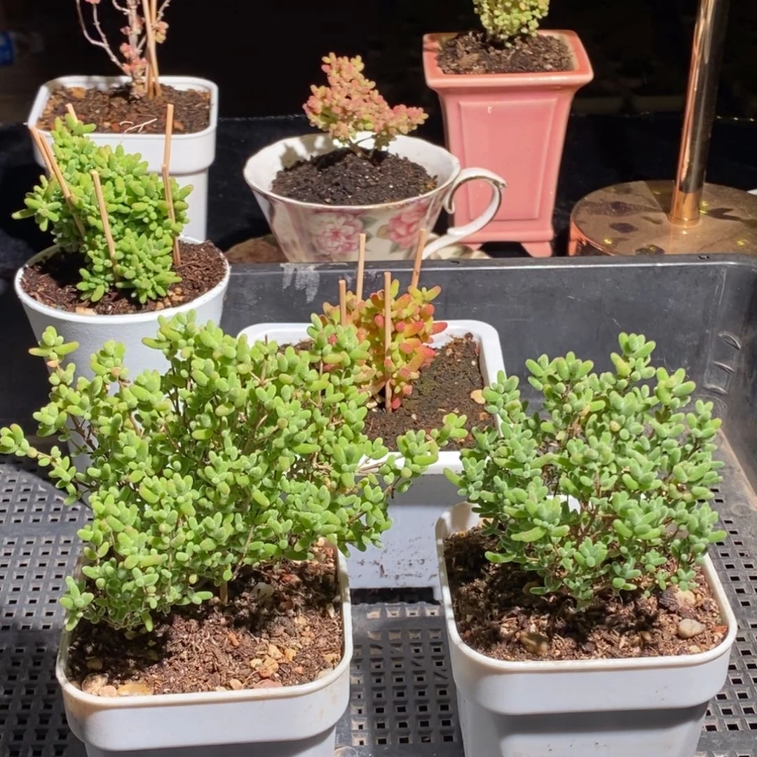 枝干番杏多肉植物863