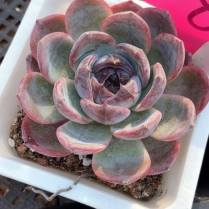 多肉植物黑橙子8多肉