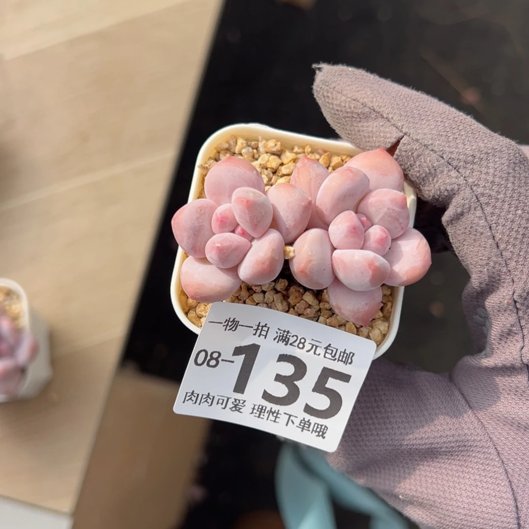 香水奶多肉多肉多肉多肉