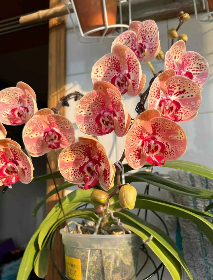 蝴蝶兰【东北虎】橙色系渐变色斑点大花型3.0寸苗